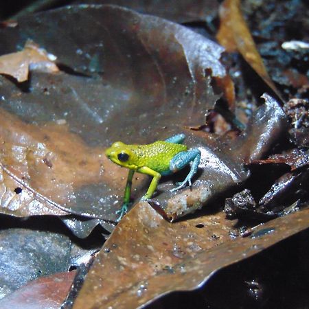 Hacienda Mil Bellezas - Private 40Ha Jungle Reserve 奎波斯城 外观 照片