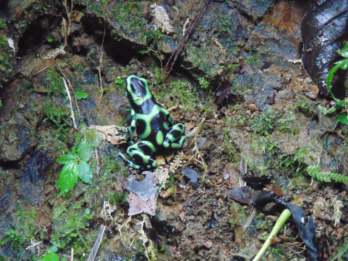 Hacienda Mil Bellezas - Private 40Ha Jungle Reserve 奎波斯城 外观 照片